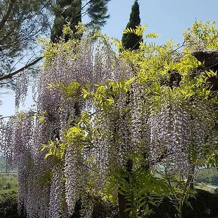 Il Catrino * Ponteginori