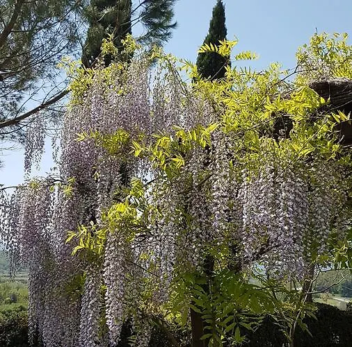 Il Catrino * Ponteginori